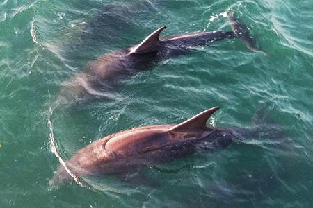 Corpus christi texas guided nature tours