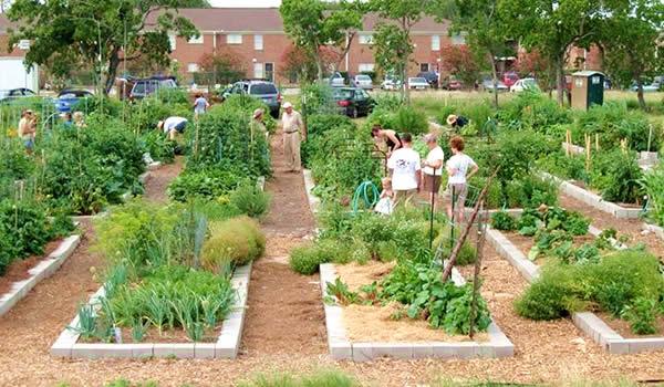 Exploring houstons urban gardens