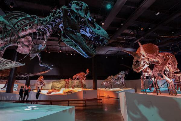 Houston museums you shouldnt miss