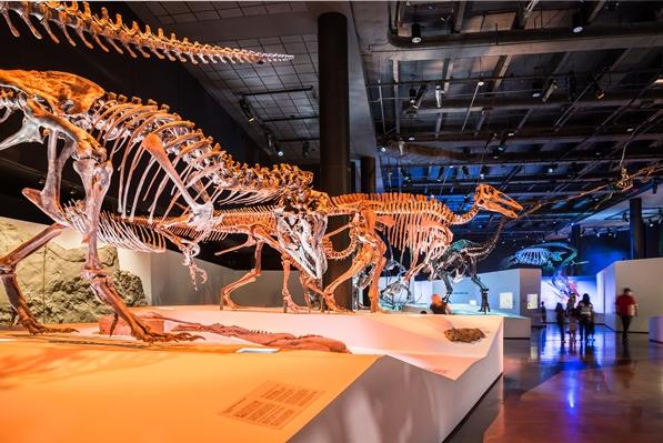 Houston science museums and exhibits