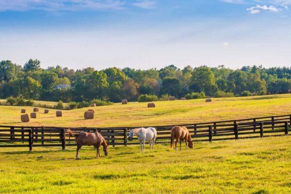 Ranch life in modern texas