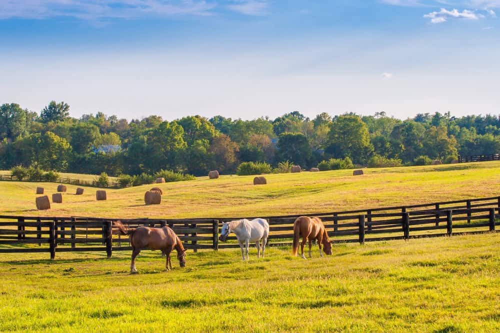 Ranch life in modern texas
