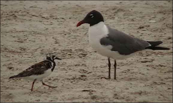 Texas beaches and coastal wildlife