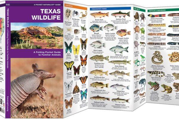 Texas wildlife birds mammals and reptiles