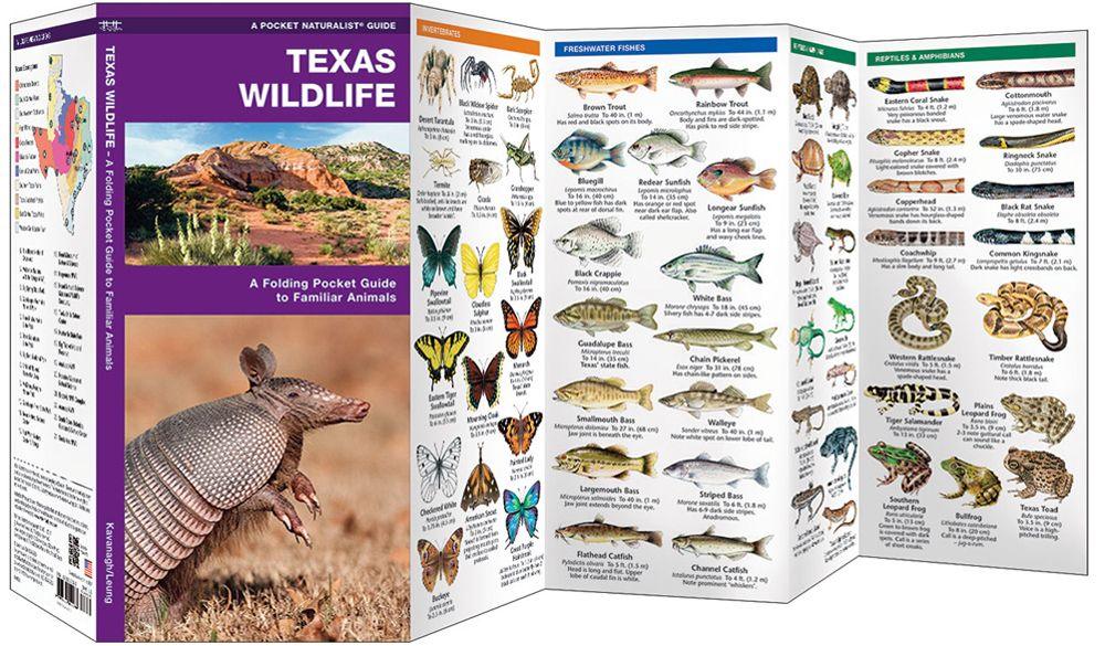 Texas wildlife birds mammals and reptiles