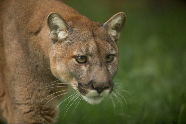 Texas wildlife conservation efforts