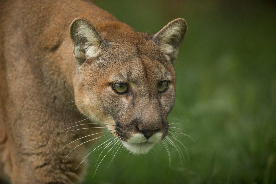Texas wildlife conservation efforts