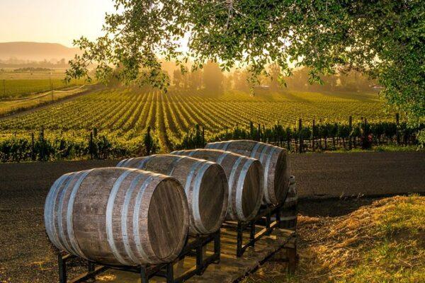 Texas wineries and vineyard tours