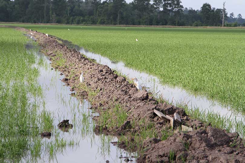 The role of rivers in texas agriculture