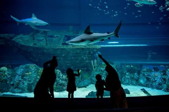 Top family friendly museums and aquariums in corpus christi texas