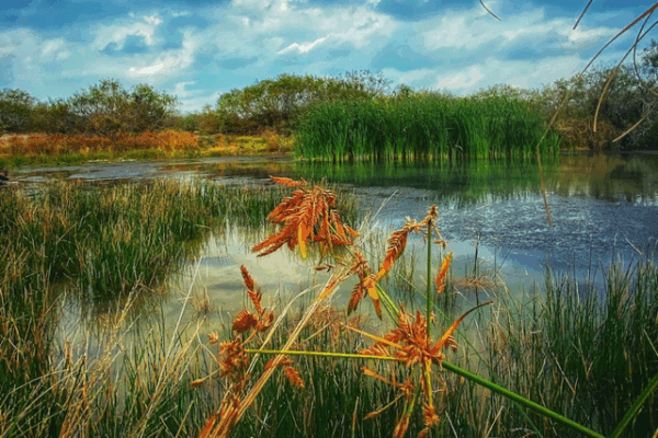 Top hiking trails for beginners in corpus christi texas