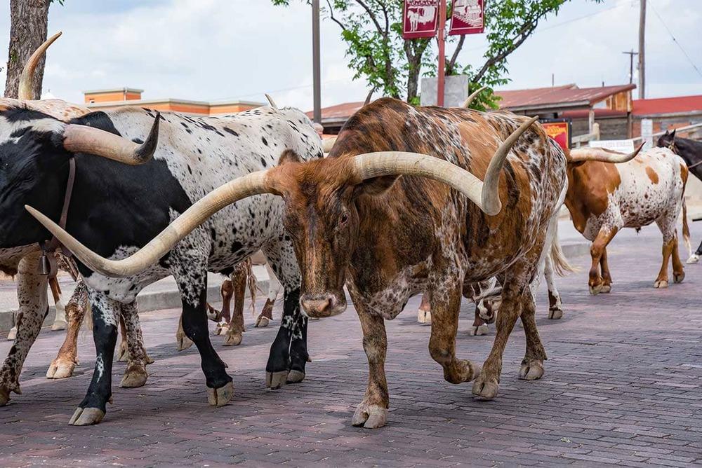 Top outdoor activities in fort worth texas