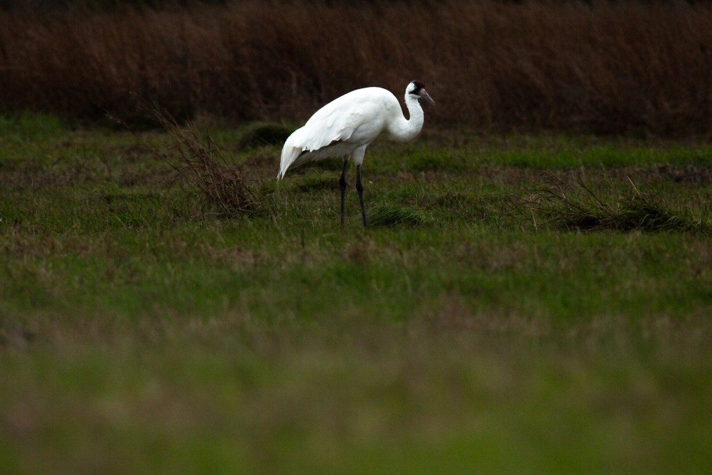 Conservation Groups Acquire 3,000+ Acres on Texas Coast to Protect Whooping Crane Habitat