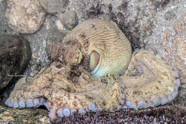 Discover a Rare Encounter: Texas Beachcomber Meets an Octopus!