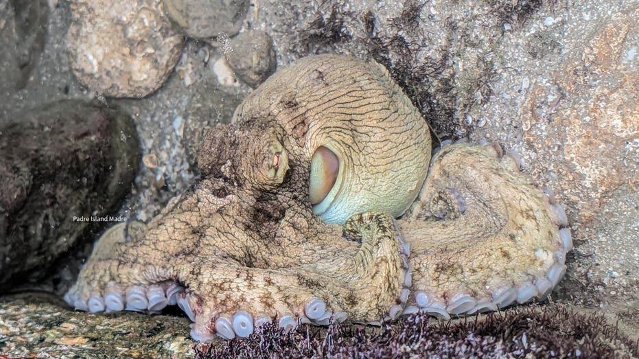 Discover a Rare Encounter: Texas Beachcomber Meets an Octopus!