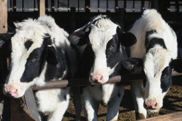 Texas Approves Animal Feed Exemption from Personal Property Tax: What You Need to Know