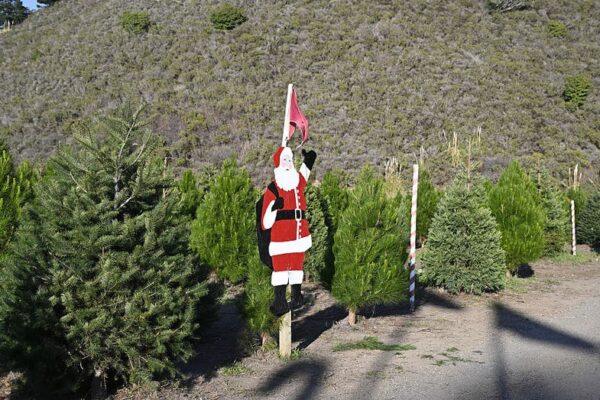 Ultimate Guide to Christmas Tree Recycling in Houston: Locations and Times for Live Tree Disposal