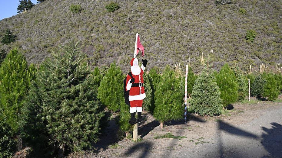 Ultimate Guide to Christmas Tree Recycling in Houston: Locations and Times for Live Tree Disposal