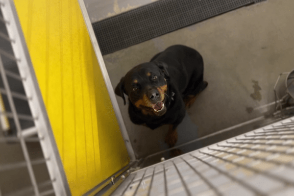 Dickinson No Kill Shelter Aims to Find Homes for Every Dog and Cat This Holiday Season