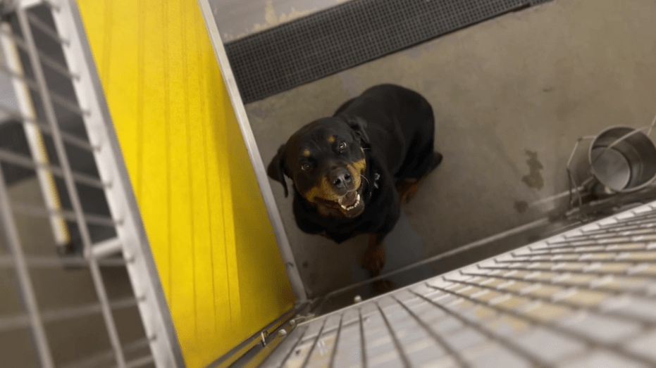 Dickinson No Kill Shelter Aims to Find Homes for Every Dog and Cat This Holiday Season