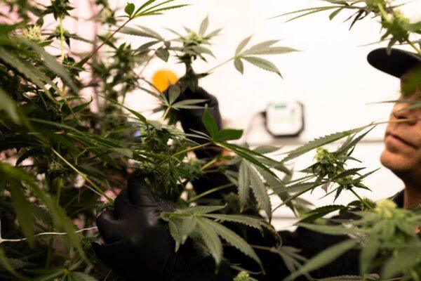 Texas Medical Marijuana Industry Thrives: New Businesses, Products, and Growing Patient Base