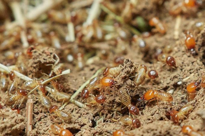 Frisco's Rapid Growth Sparks Increased Residential Pest Activity