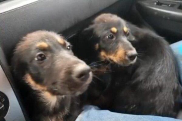 Heartbreaking Turn for Houston Rescue Dog: Adopted Puppy Returned Following Owner's Christmas Day Tragedy