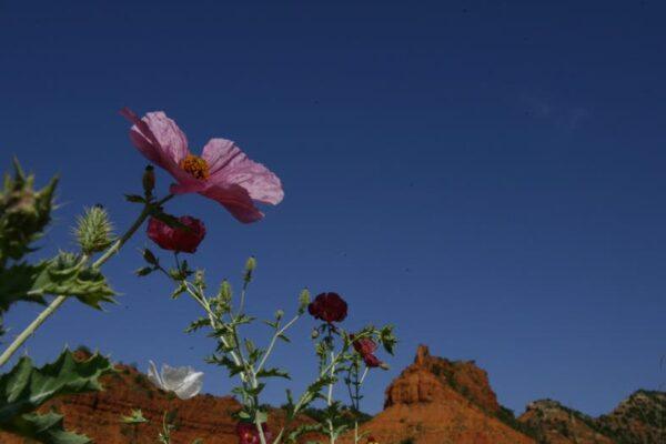 Texas State Park Becomes 5th to Achieve Prestigious 'Dark Sky' Designation
