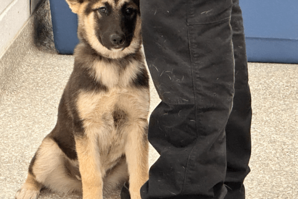 Harris County Officials Save Puppy Discovered in Metal Trunk in Channelview
