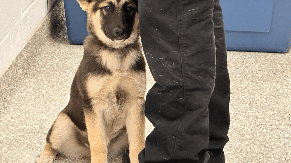 Harris County Officials Save Puppy Discovered in Metal Trunk in Channelview