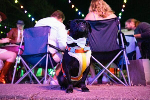 Introducing Austin's First Dog Mayor of 37th Street: Promising More Fire Hydrants and Fetch Fun!