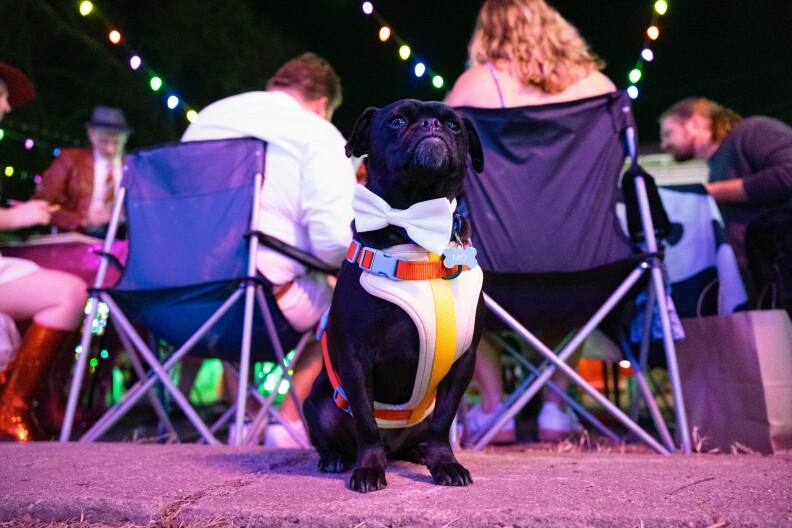 Introducing Austin's First Dog Mayor of 37th Street: Promising More Fire Hydrants and Fetch Fun!