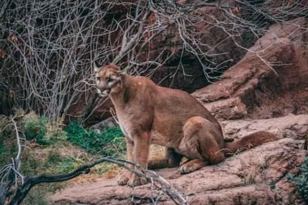 Woman dies in suspected mountain lion attack in colorado