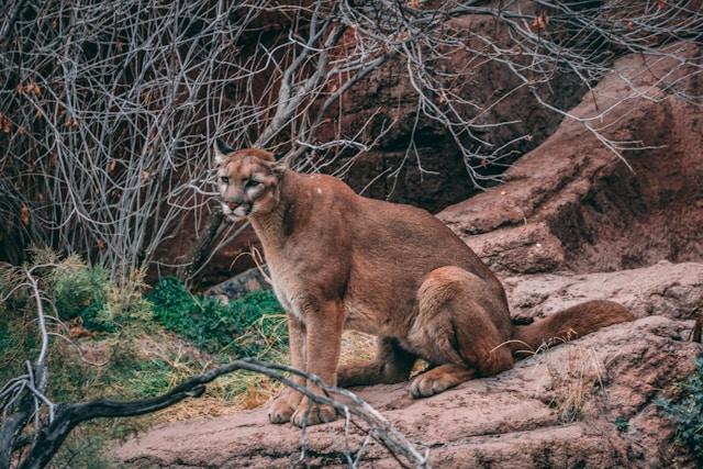 Woman dies in suspected mountain lion attack in colorado