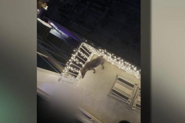 Heroic Rescue: Dog Saved from Owner's Abuse on Austin Balcony Captured in Shocking Video