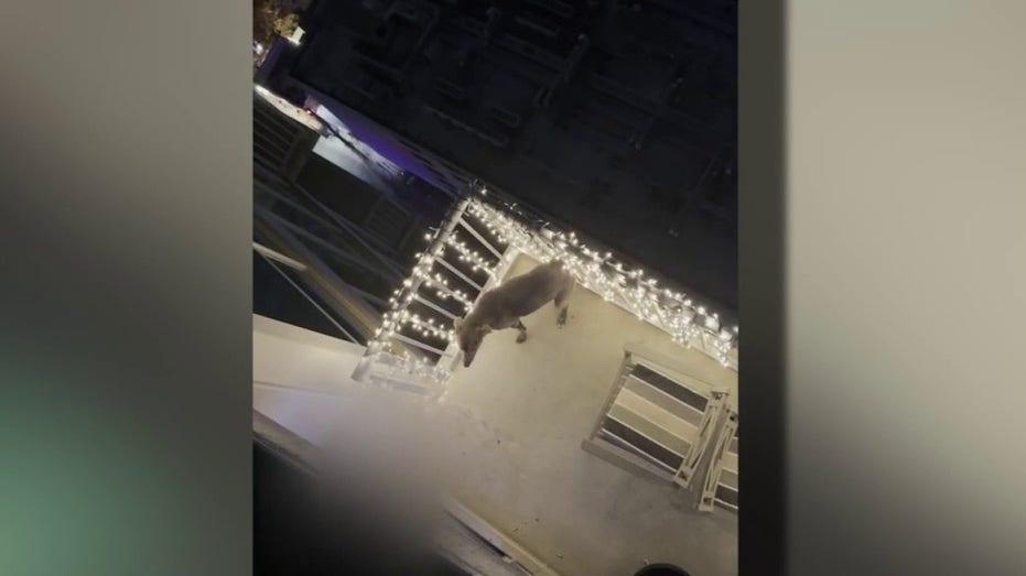 Heroic Rescue: Dog Saved from Owner's Abuse on Austin Balcony Captured in Shocking Video