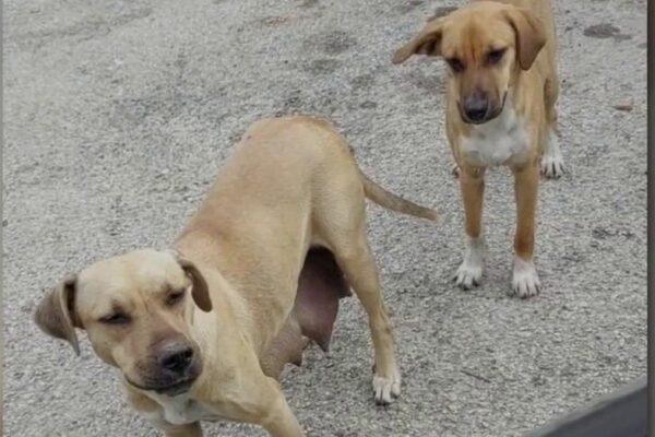 Local Non Profit in Montgomery County Aims to Spay and Neuter Thousands of Dogs and Cats – Community Support Needed!