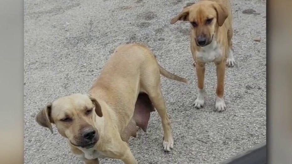 Local Non Profit in Montgomery County Aims to Spay and Neuter Thousands of Dogs and Cats – Community Support Needed!