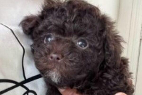 Tragic Dog Attack at Johnnie Steele Dog Park in Houston Claims Life of Small Dog