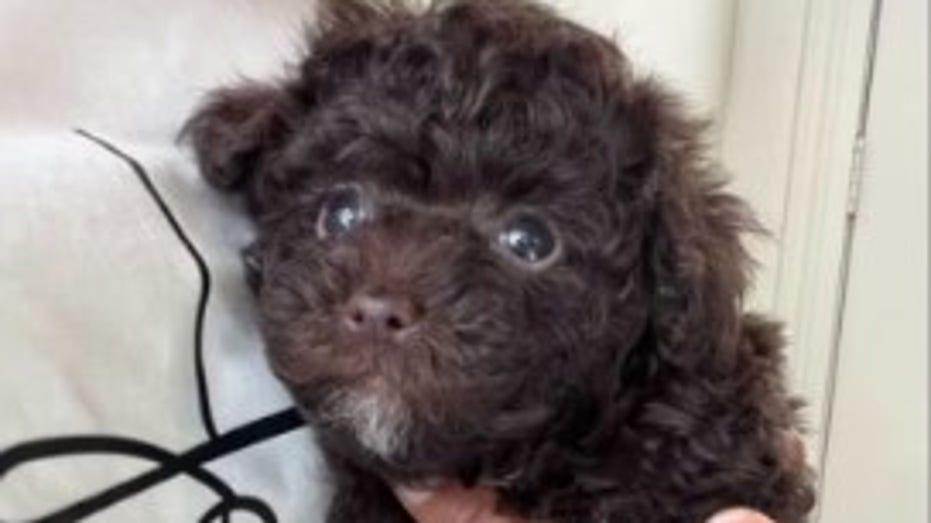 Tragic Dog Attack at Johnnie Steele Dog Park in Houston Claims Life of Small Dog