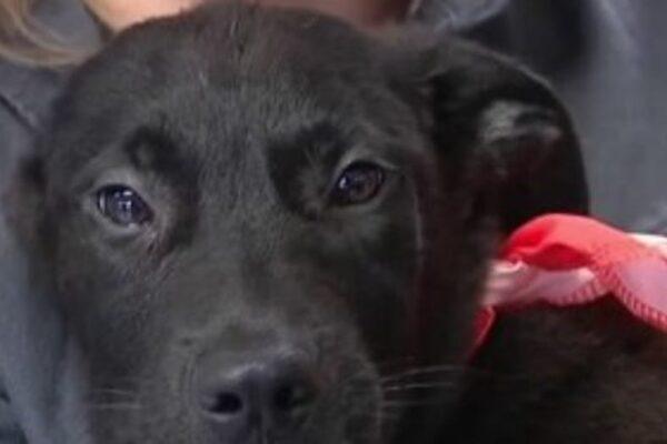Forget Flowers: Houston Animal Shelter Launches Free Valentine's Day Pet Fostering Program