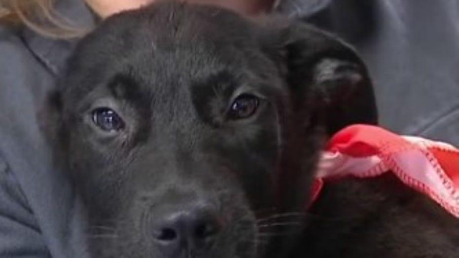 Forget Flowers: Houston Animal Shelter Launches Free Valentine's Day Pet Fostering Program