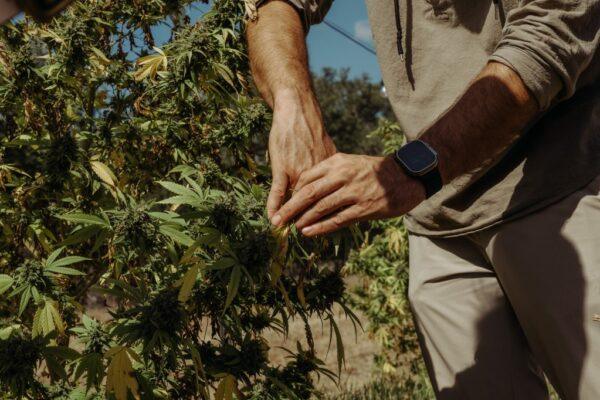 Texas Hemp Entrepreneurs Brace for Increased Police Raids Amidst Recent Surge
