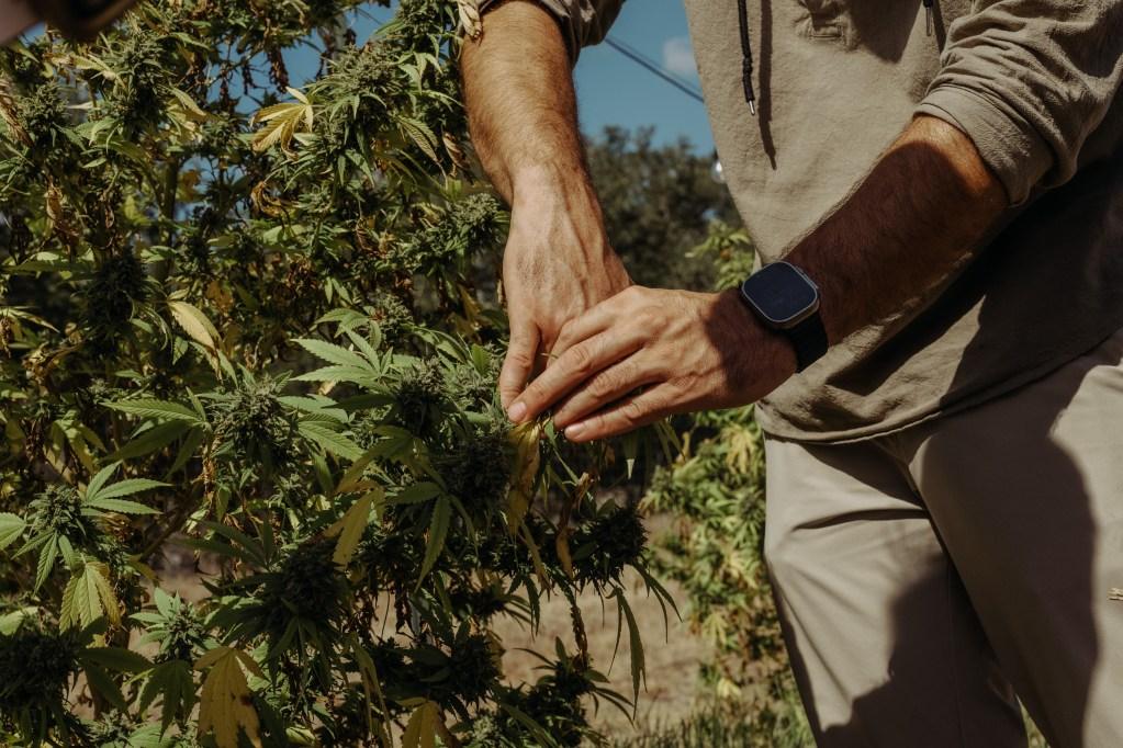 Texas Hemp Entrepreneurs Brace for Increased Police Raids Amidst Recent Surge