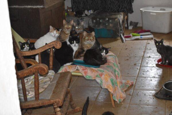 64 Cats Rescued from Garland Home in Horrific Conditions