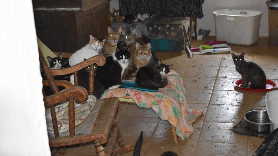 64 Cats Rescued from Garland Home in Horrific Conditions