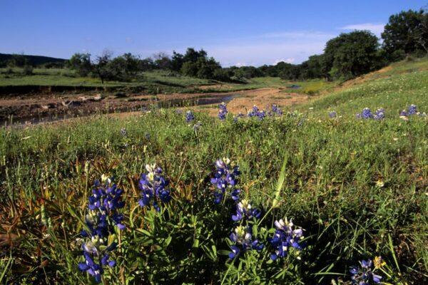 Discover the Best Hill Country Spots for Texas Bluebonnet Season and Spring Wildflowers