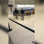 Playful Airport Sniffer Dog at IAH Captured in Adorable Work Moment: Watch the Video!