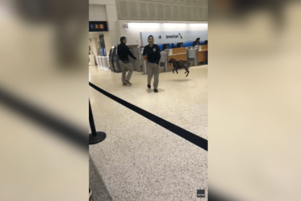 Playful Airport Sniffer Dog at IAH Captured in Adorable Work Moment: Watch the Video!