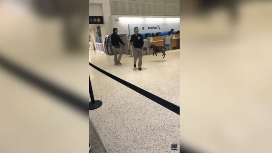 Playful Airport Sniffer Dog at IAH Captured in Adorable Work Moment: Watch the Video!